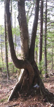 Tree Twister (photo by Dennis Marchand)