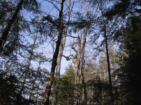 Black gum swamp (photo by Dennis Marchand)