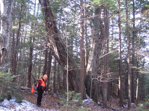 SDH near a big V-shaped tree (photo by Dennis Marchand)