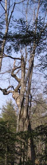Trees (photo by Dennis Marchand)