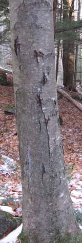 Black birch on the Tree ID Trail (photo by Dennis Marchand)