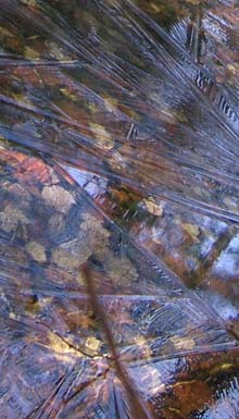 Frozen brook with leaves on its bed (photo by Dennis Marchand)