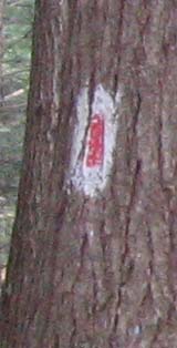 Ridge Trail blaze - red on white (photo by Dennis Marchand)