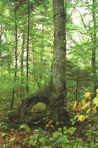 Old Betula alleghaniensis (yellow birch) tree (photo by Ben Kimball)
