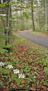 Hobblebush and painted trillium in flower in May (photo by Ben Kimball)
