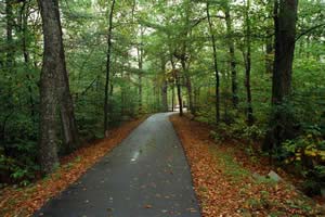 Bike path through old forest in Franconia Notch (photo by Ben Kimball)