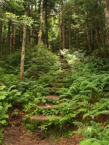 Stone staircase, with moss on the risers and bordered by ferns, on Skookumchuck Trail (photo by Webmaster)