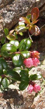 Mountain cranberry (photo by Webmaster)
