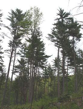 White pines on Round-the-Mountain Trail (photo by Webmaster)