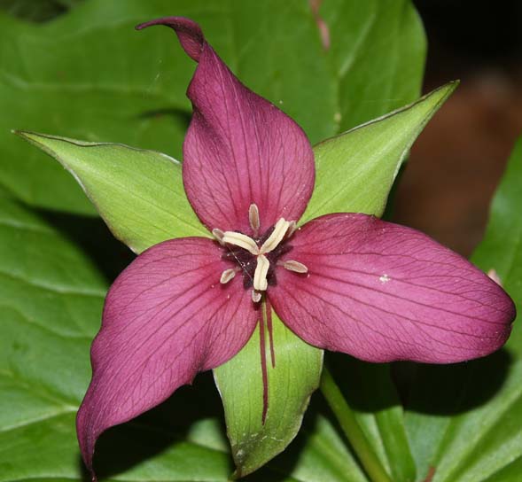 Red trillium (photo by Webmaster)