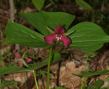 "Normal" red trillium (photo by Webmaster)