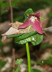 "Strangled" red trillium (photo by Webmaster)