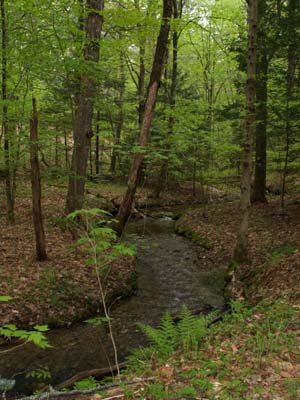 Mountain Brook (photo by Webmaster)
