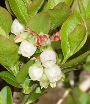 Low sweet blueberry shrub (photo by Webmaster)