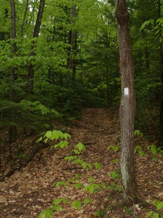 Metacomet-Monadnock Trail leading over Mount Grace (photo by Webmaster)