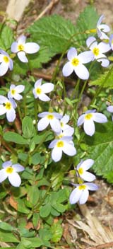 Bluets (photo by Webmaster)