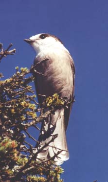 Gray Jay on West Peak of Baldpate Mountain (photo by webmaster)
