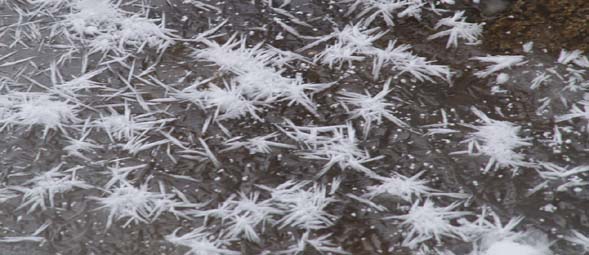 Icicle "flowers" on frozen brook (photo by Webmaster)