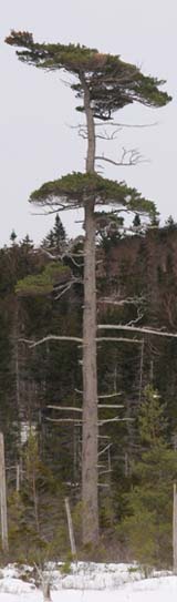 Conifer at northern end of lower Greeley Pond (photo by Webmaster)