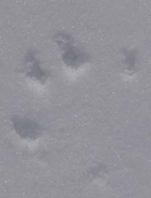 Raccoon print on lower Greeley Pond (photo by Webmaster)