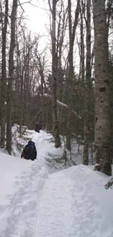 Undulating portion of Greeley Ponds Trail (photo by Webmaster)