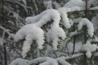 Fresh snow on conifer branch (photo by Burt Hemp)