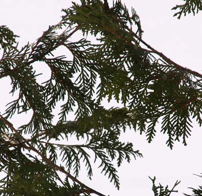 Cedar needles (photo by Webmaster)