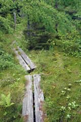 Larix laricina (eastern larch) and Cornus canadensis (bunchberry) occur at the edge of the swamp (photo by Ben Kimball)