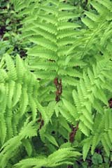 Osmunda claytoniana (interrupted fern) along the trail in to Hurlbert Swamp (photo by Ben Kimball)