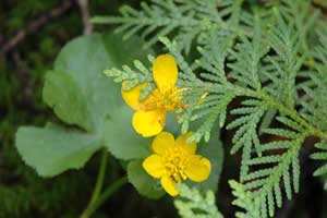 Caltha palustris (marsh marigold) in bloom, intertwined with a juvenile northern white cedar sprout (photo by Ben Kimball)
