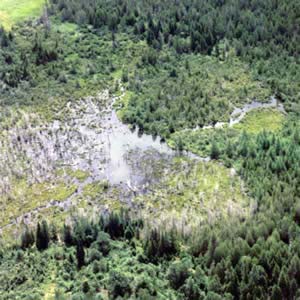 Hurlbert Swamp from above