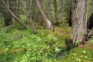 The exemplary northern white cedar - balsam fir swamp community at Hurlbert Swamp (photo by Ben Kimball)