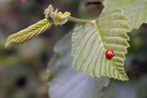 Ladybug on an alder leaf on the way into Hurlbert Swamp (photo by Ben Kimball)