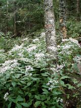 Asters (photo by Kathy Astrauckas)