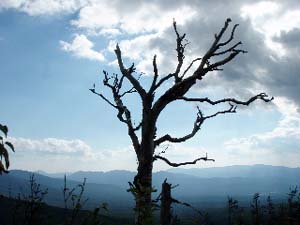 Tree at our nap/rest spot on the descent (photo by Kathy Astrauckas)