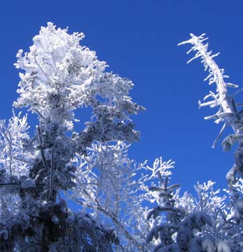 Snow-covered trees (photo by Mark Malnati)
