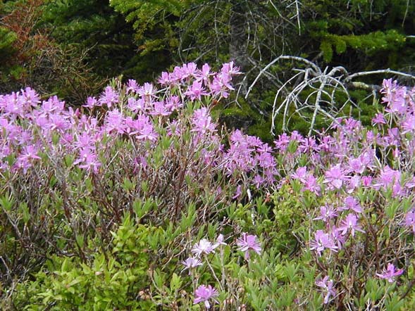 Rhodora shrubs (photo by James Horner)
