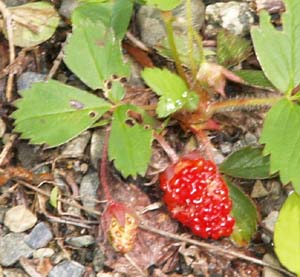 Strawberry fruit (photo by Webmaster)