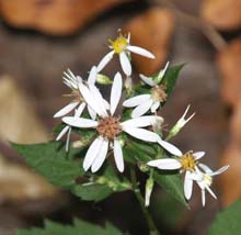 White wood aster (photo by Webmaster)