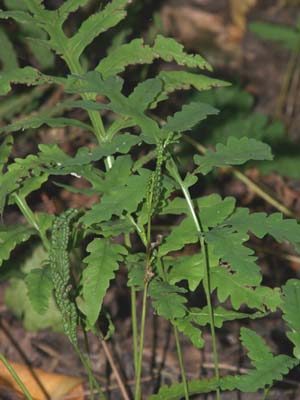 Sensitive fern with leafy non-fertile fronds and narrow bead-like fertile stalks (photo by Webmaster)