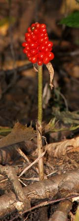 Jack-in-the-pulpit in fruit (photo by Webmaster)