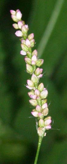 Smartweed (photo by Webmaster)