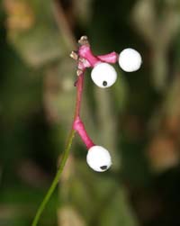 White baneberry in fruit (photo by Webmaster)