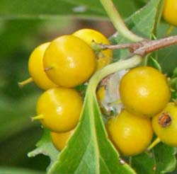 Yellow berries with yellow spike (photo by Webmaster)