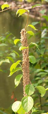 Dried mullein with a leafy vine twined around it (photo by Webmaster)