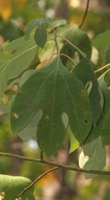 Sassafras leaves (photo by Webmaster)