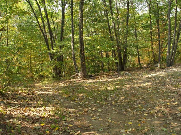 Woods near pond (photo by Webmaster)