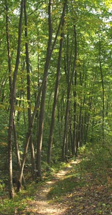 Path that parallels the Rail Trail (photo by Webmaster)