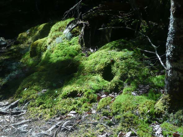 Moss along Seaside Path (photo by Chip Lary)
