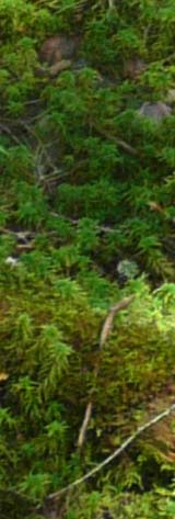 Moss (photo by Chip Lary)